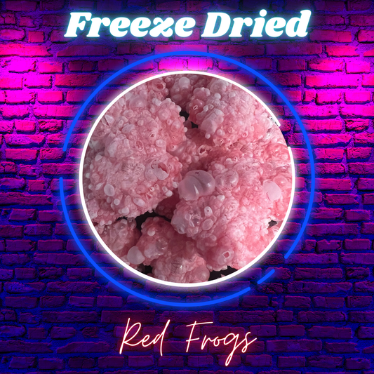 Freeze Dried - Red Frogs